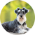 Schnauzer